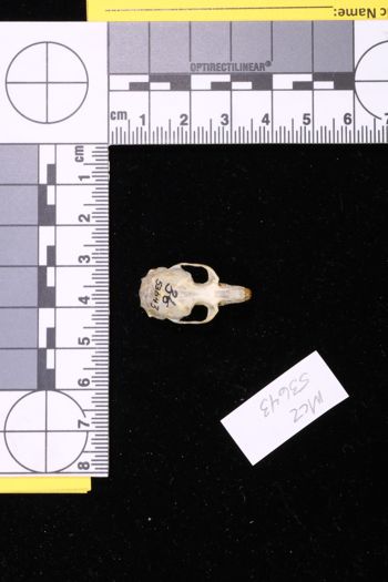 Media type: image;   Mammalogy 53643 Description: Image of skeleton specimen - dorsal skull view. Detailed image of the skull of the skeleton specimen.;